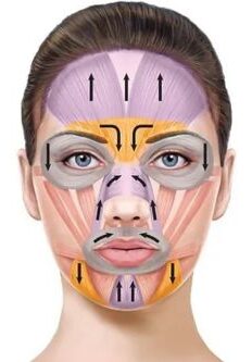 Displays the actions of different facial muscles, lifting or depressing actions, and how they must work together to maintain facial balance.
