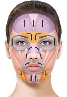 Displays the actions of different facial muscles, lifting or depressing actions, and how they must work together to maintain facial balance.